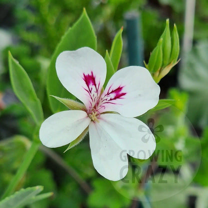 P. tricuspidatum - Species Pelargonium / Geranium - Single Plant 6cm bio Pot
