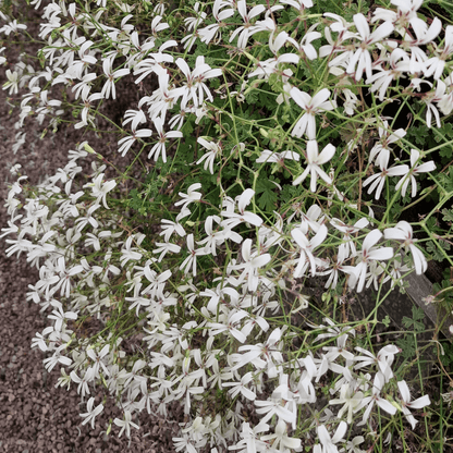 P. trifidum - Species Pelargonium / Geranium - Single Plant 6cm bio Pot