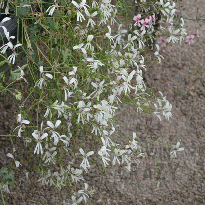 P. trifidum - Species Pelargonium / Geranium - Single Plant 6cm bio Pot