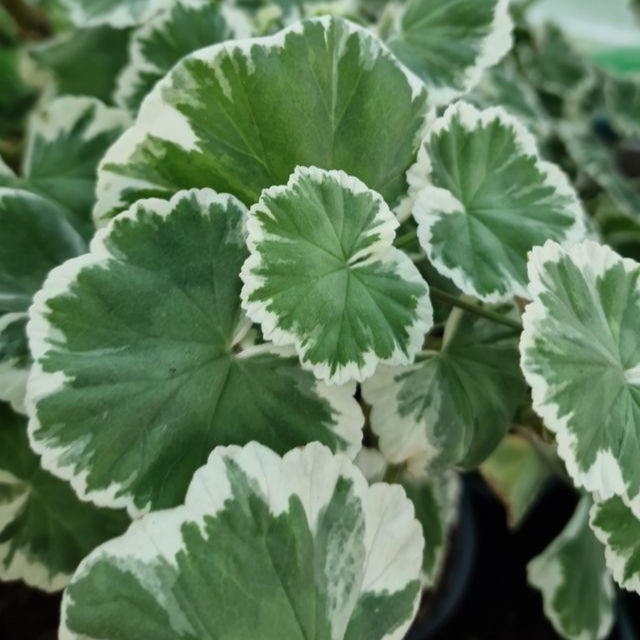 Caroline Schmidt - Coloured Leaf Pelargonium (Geranium) Plant - 6cm pot