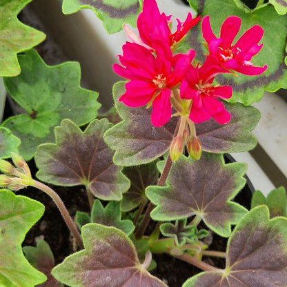 Vancouver Centennial - Stellar Pelargonium (Geranium) Plant - 6cm bio pot