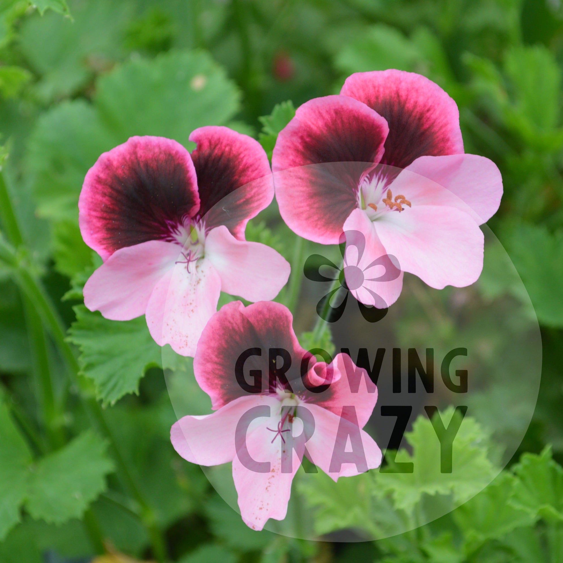 Vicki - Decorative Pelargonium (Geranium) pink lower petals and the upper petals have a darker red centre fading to the pink, to give pink edges, pansy looking 