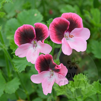 Vicki - Decorative Pelargonium (Geranium) pink lower petals and the upper petals have a darker red centre fading to the pink, to give pink edges, pansy looking 