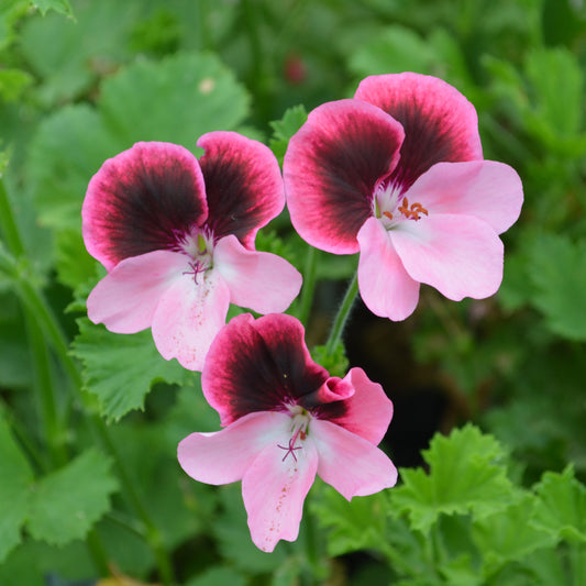 Vicki - Decorative Pelargonium (Geranium) pink lower petals and the upper petals have a darker red centre fading to the pink, to give pink edges, pansy looking 