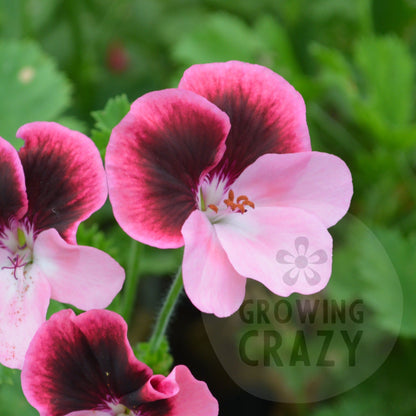 Vicki - Decorative Pelargonium (Geranium) plant in 6cm bio pot
