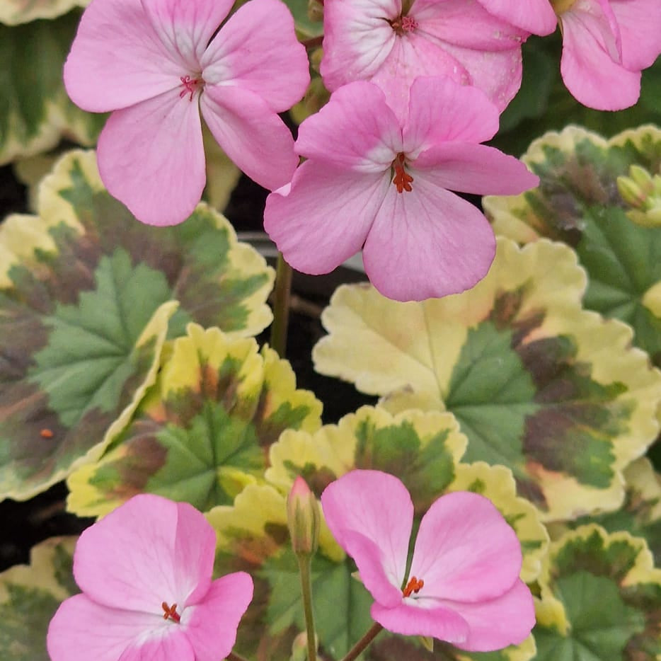 Warrenorth Hessonite - Dwarf Zonal Pelargonium / Geranium Garden Plant - 6cm bio pot