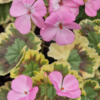 Warrenorth Hessonite - Dwarf Zonal Pelargonium / Geranium Garden Plant - 6cm bio pot