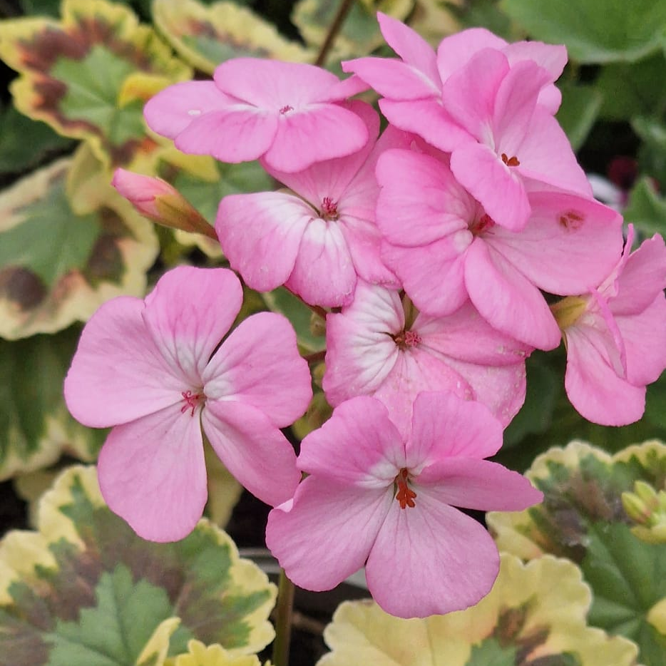 Warrenorth Hessonite - Dwarf Zonal Pelargonium / Geranium Garden Plant - 6cm bio pot