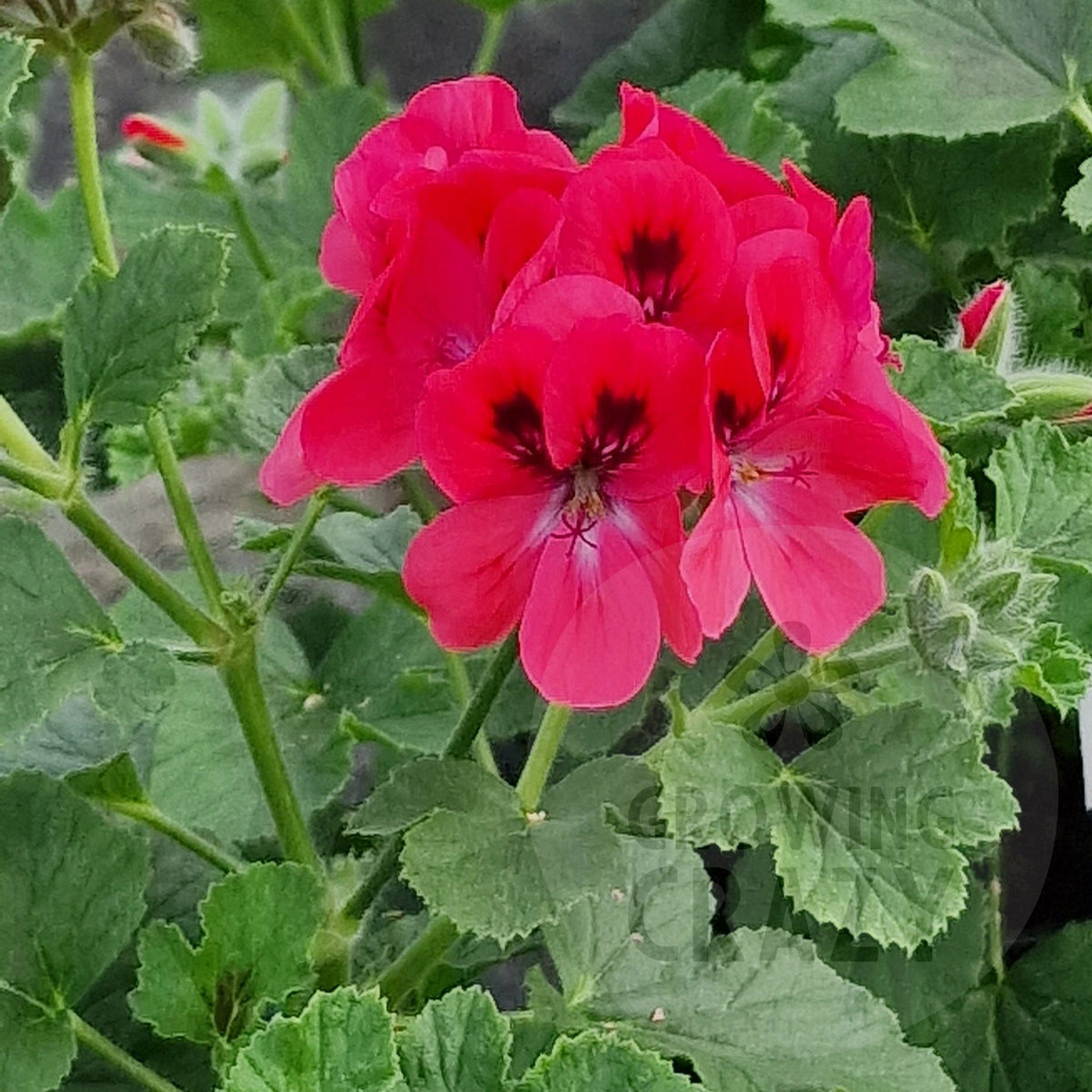 Welling - Scented Leaf Pelargonium (Geranium)
