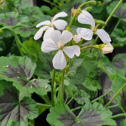 P. White Boar - Species Hybrid Pelargonium / Geranium - Single Plant 6cm bio Pot
