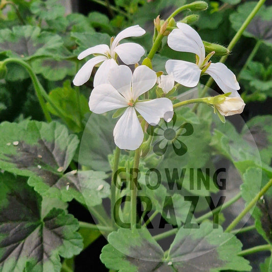 White Boar - Species Hybrid Pelargonium / Geranium - Single Plant 6cm bio Pot