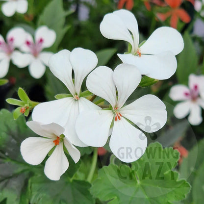 P. White Boar - Species Hybrid Pelargonium / Geranium - Single Plant 6cm bio Pot