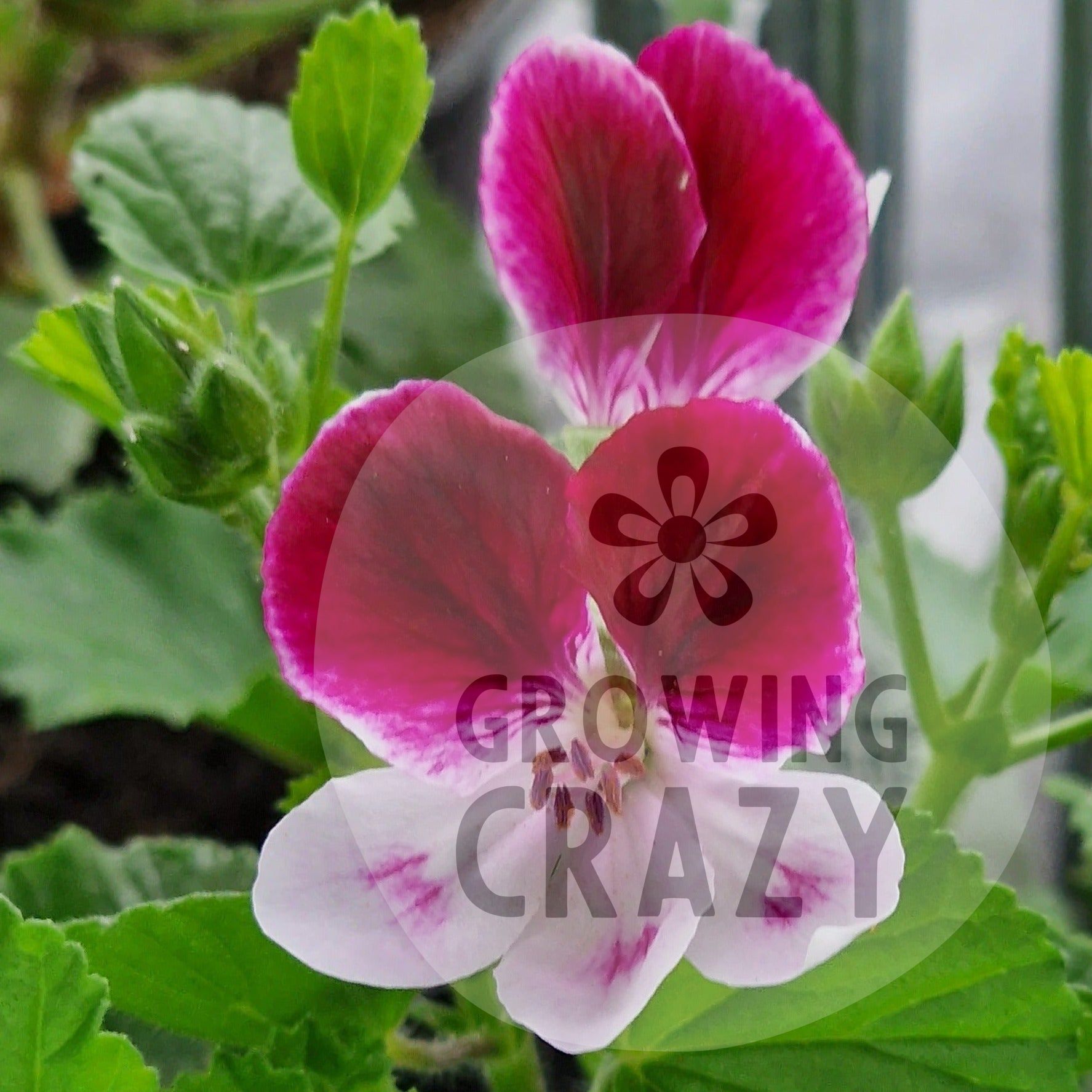 Wychwood - Decorative Pelargonium Geranium   small very delicate purple upper petals with white-pink lower petals with darker markings.