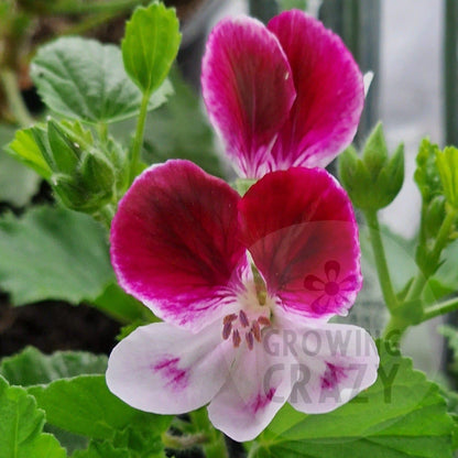 Wychwood - Decorative Pelargonium Geranium   small very delicate purple upper petals with white-pink lower petals with darker markings.