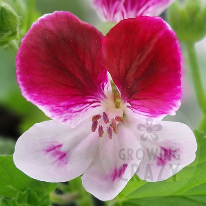 Wychwood - Decorative Pelargonium (Geranium) plant in 6cm bio pot
