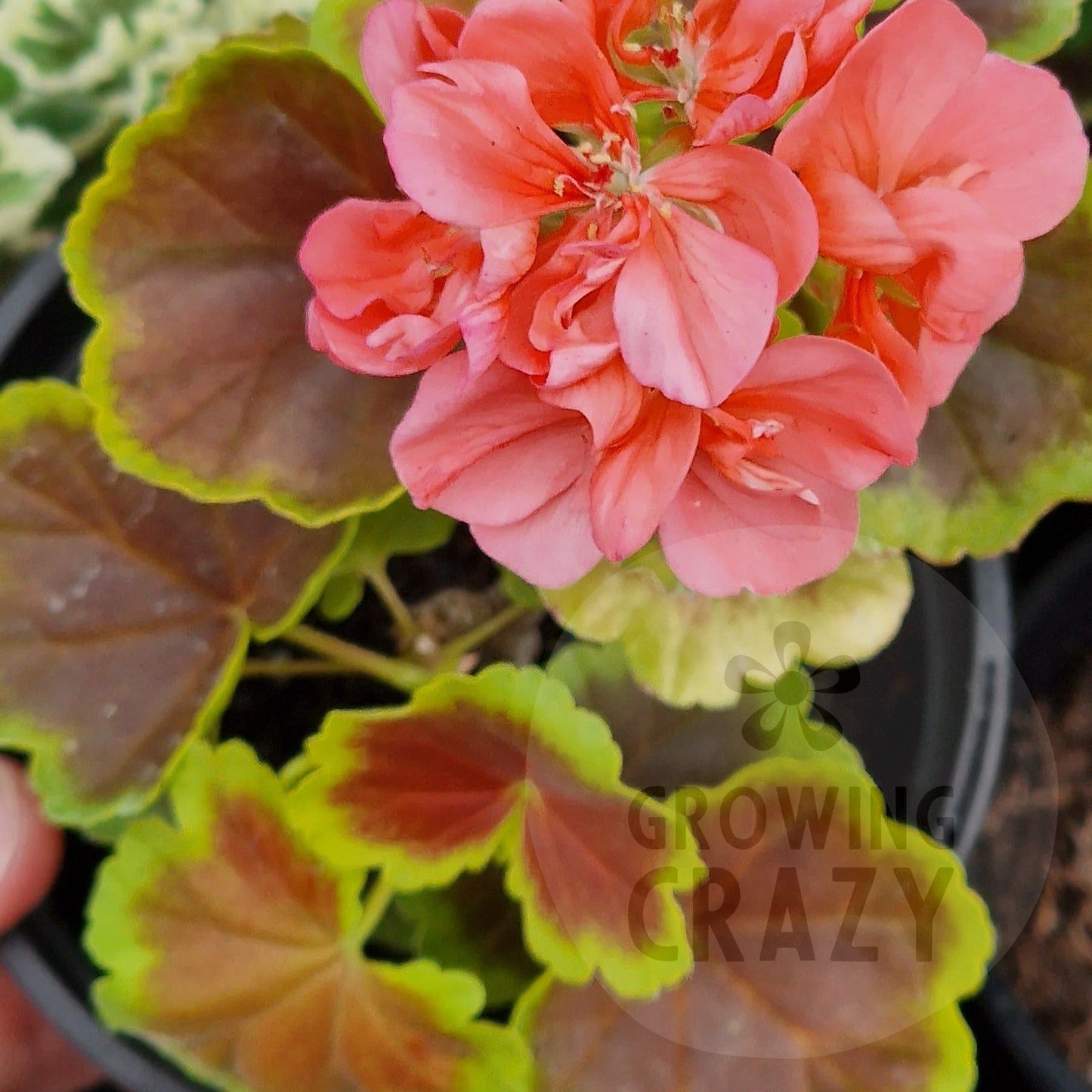 Yan Le Grounch - Coloured Leaf Pelargonium / Geranium Plant - 6cm pot