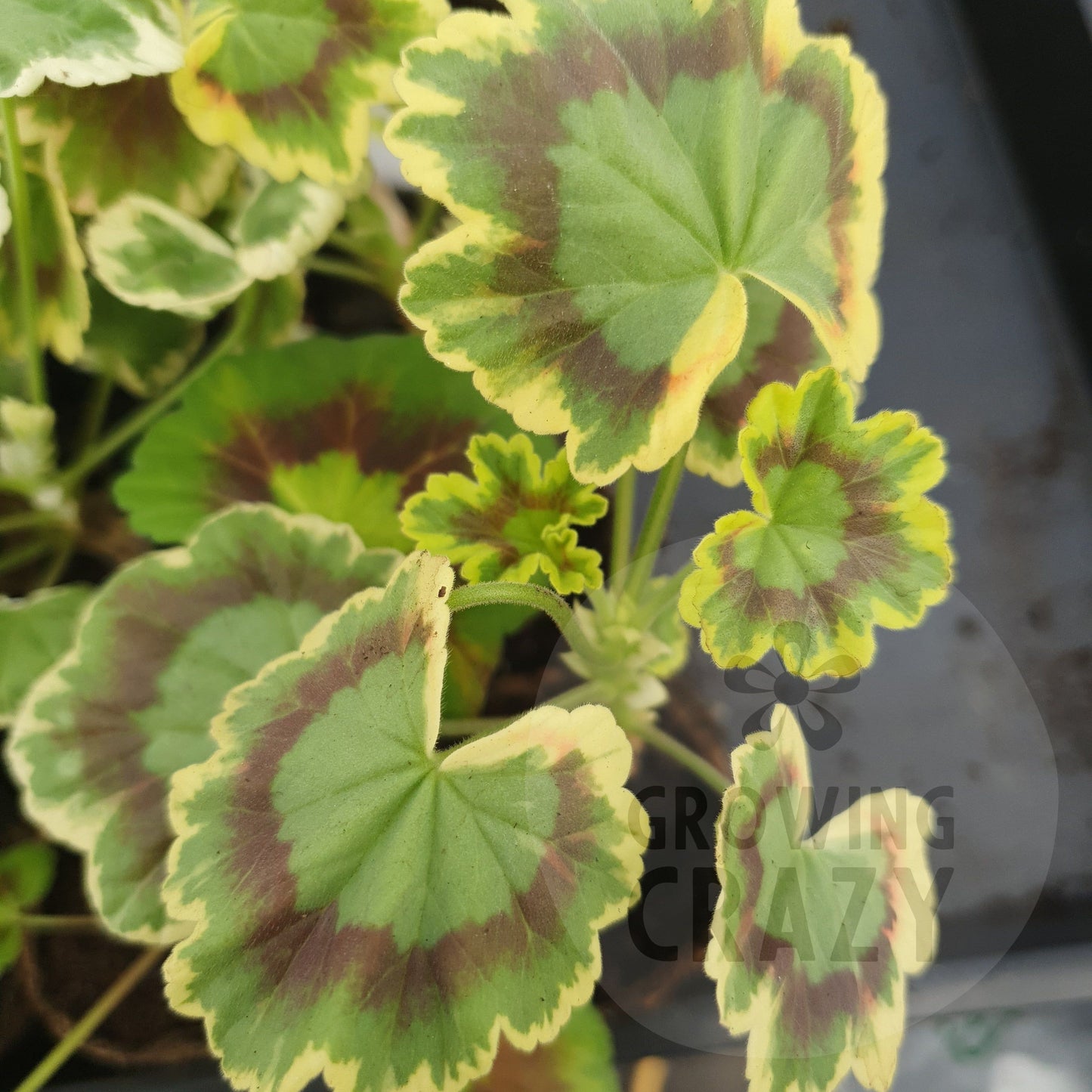 Peter Grieve - Coloured Leaf Pelargonium (Geranium) Plant - 6cm bio pot