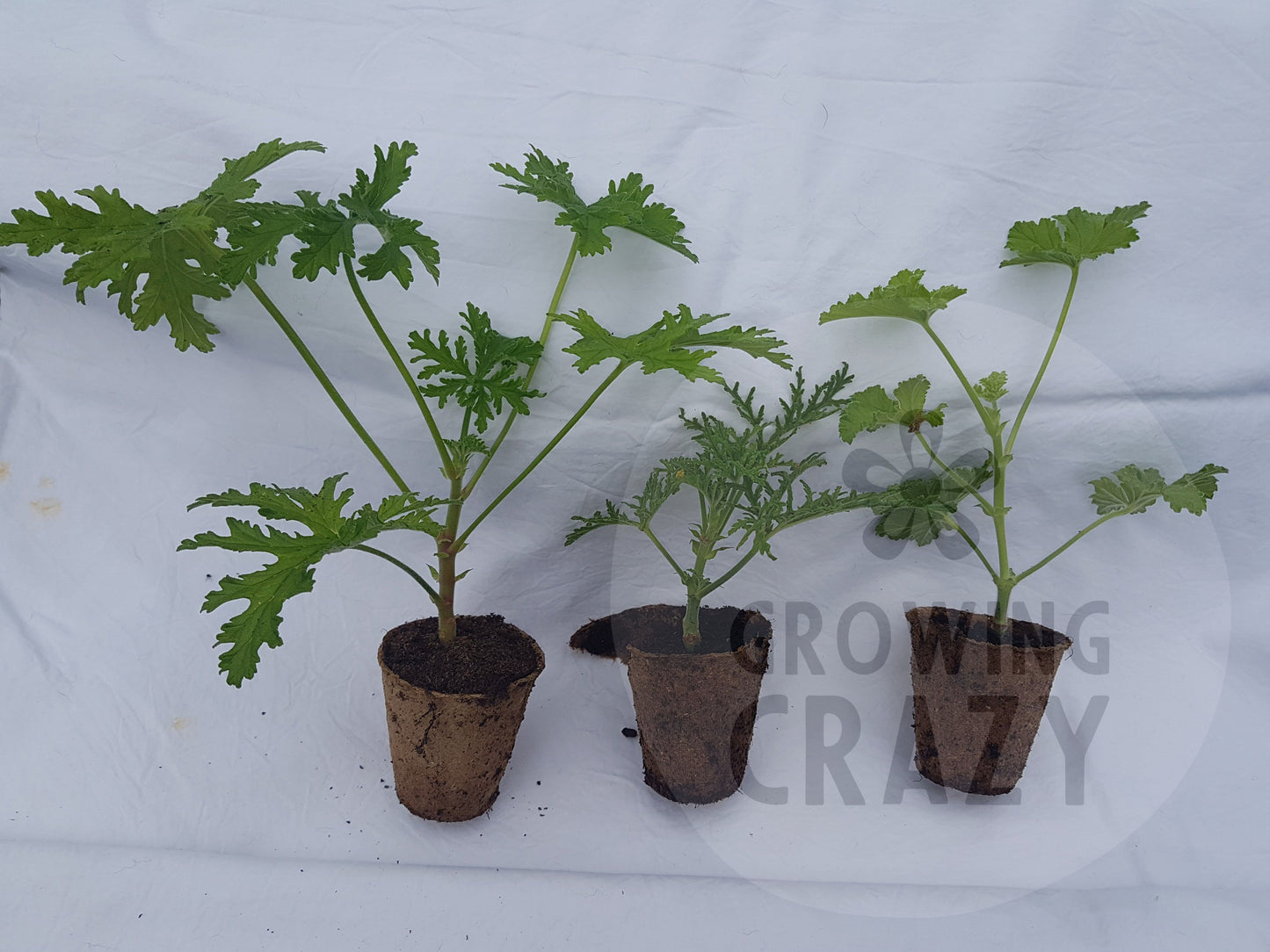 Covina - Regal Pelargonium (Geranium) plant - 6cm bio pot