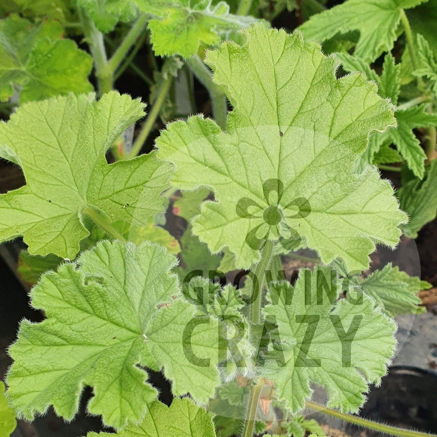 Attar of Roses is one of the most popular scented Pelargoniums / Geraniums