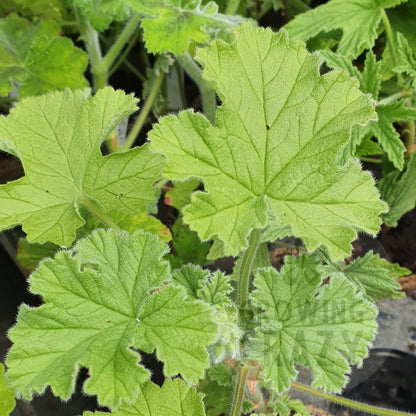 Attar of Roses is one of the most popular scented Pelargoniums / Geraniums