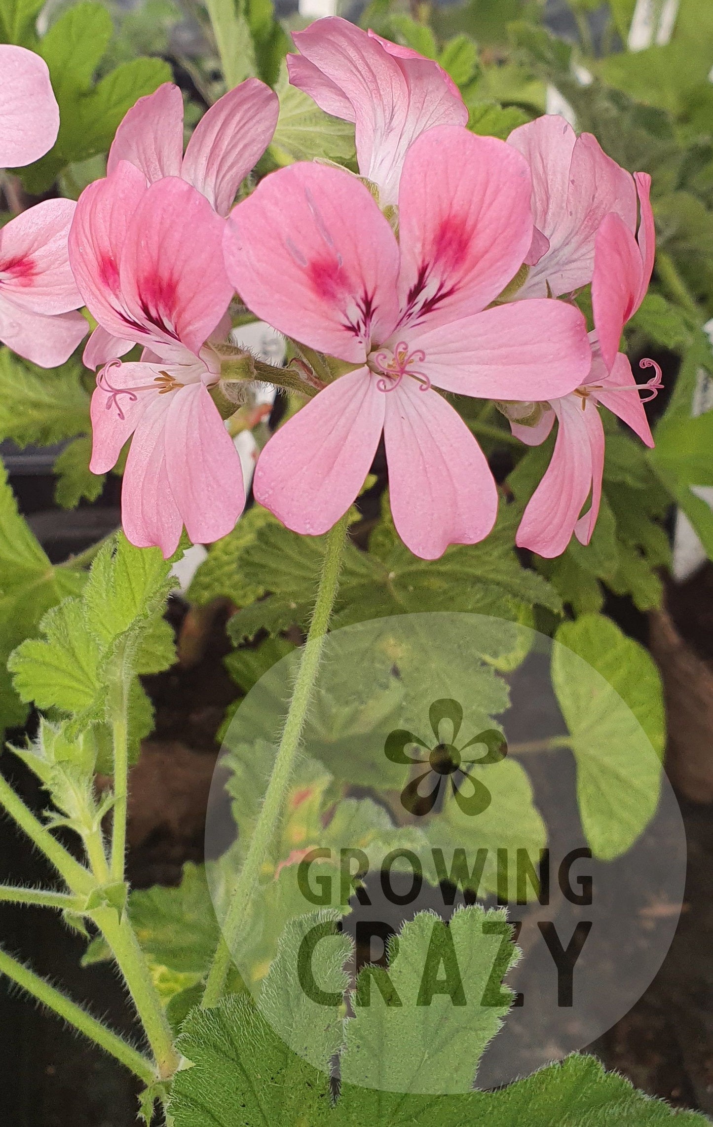 Sweet Mimosa Scented Geranium