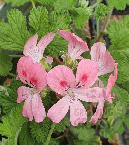 Scented Leaf Geraniums/Pelargoniums Cut Flower Foliage Collection - 3x Named Plants 6cm bio pots