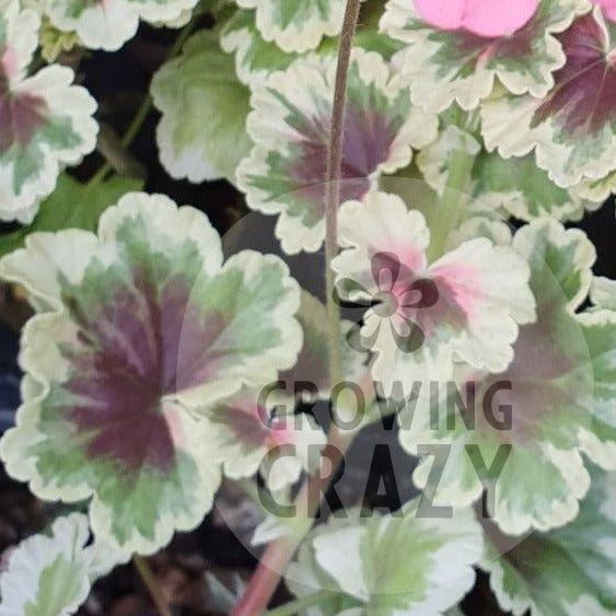 Princess Julia - Coloured Leaf Pelargonium (Geranium) Plant - 6cm bio pot