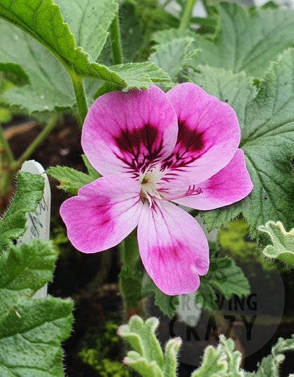 Orsett Scented Leaved Pelargonium Geranium Plant
