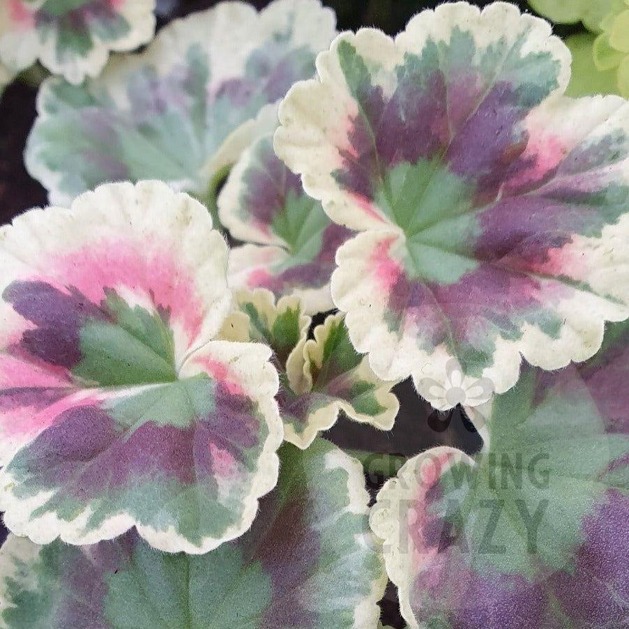 Rushmoor Cyril Clark - Coloured Leaf Pelargonium (Geranium) Plant - 6cm bio pot