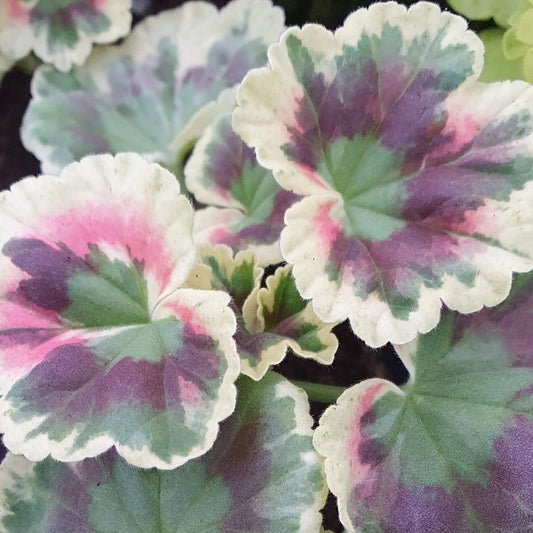 Rushmoor Cyril Clark - Coloured Leaf Pelargonium (Geranium) Plant - 6cm bio pot