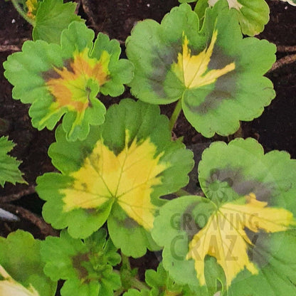 A Happy Thought - Coloured Leaf Pelargonium / Geranium Plant - 6cm pot