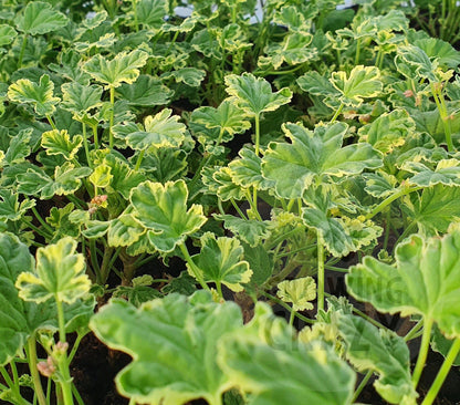 Variegated Fragrans scented geranium for sale uk