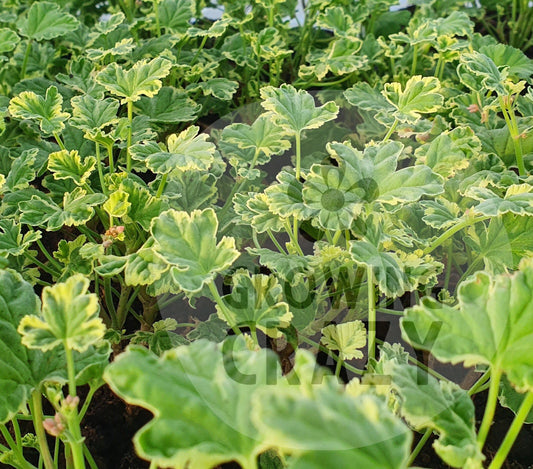 Variegated Fragrans scented geranium for sale uk