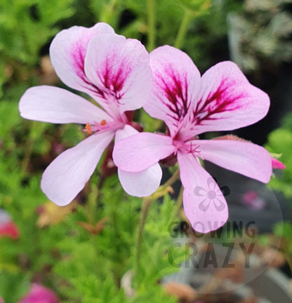 Lady Scarborough - Strawberry Scented Leaf Pelargonium (Geranium) Plant - 6cm