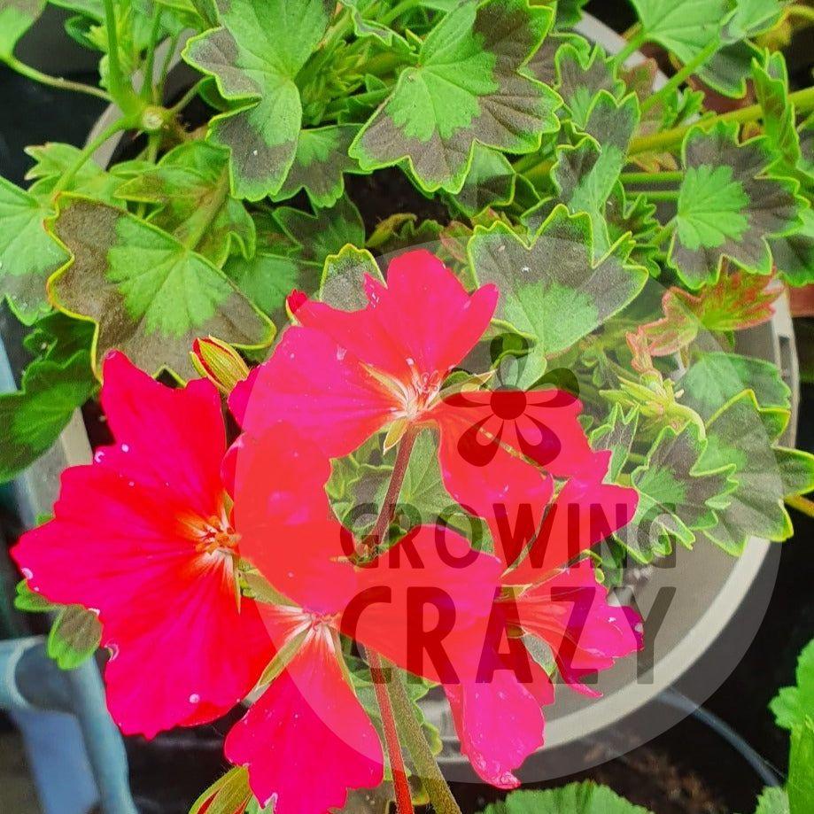 Westwood is a Stellar Pelargonium that puts on a stellar show! It's flowers have fringed edges and are bright pink with a red blotch which makes it really stands out against its bright green leaves with dark green veins.