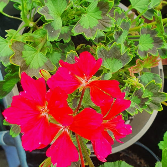 Westwood is a Stellar Pelargonium that puts on a stellar show! It's flowers have fringed edges and are bright pink with a red blotch which makes it really stands out against its bright green leaves with dark green veins.