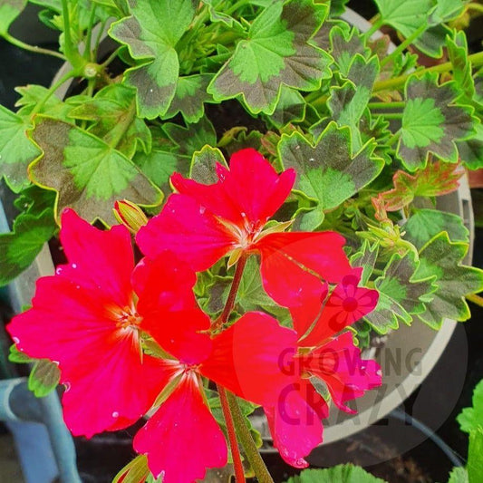 Westwood is a Stellar Pelargonium that puts on a stellar show! It's flowers have fringed edges and are bright pink with a red blotch which makes it really stands out against its bright green leaves with dark green veins.