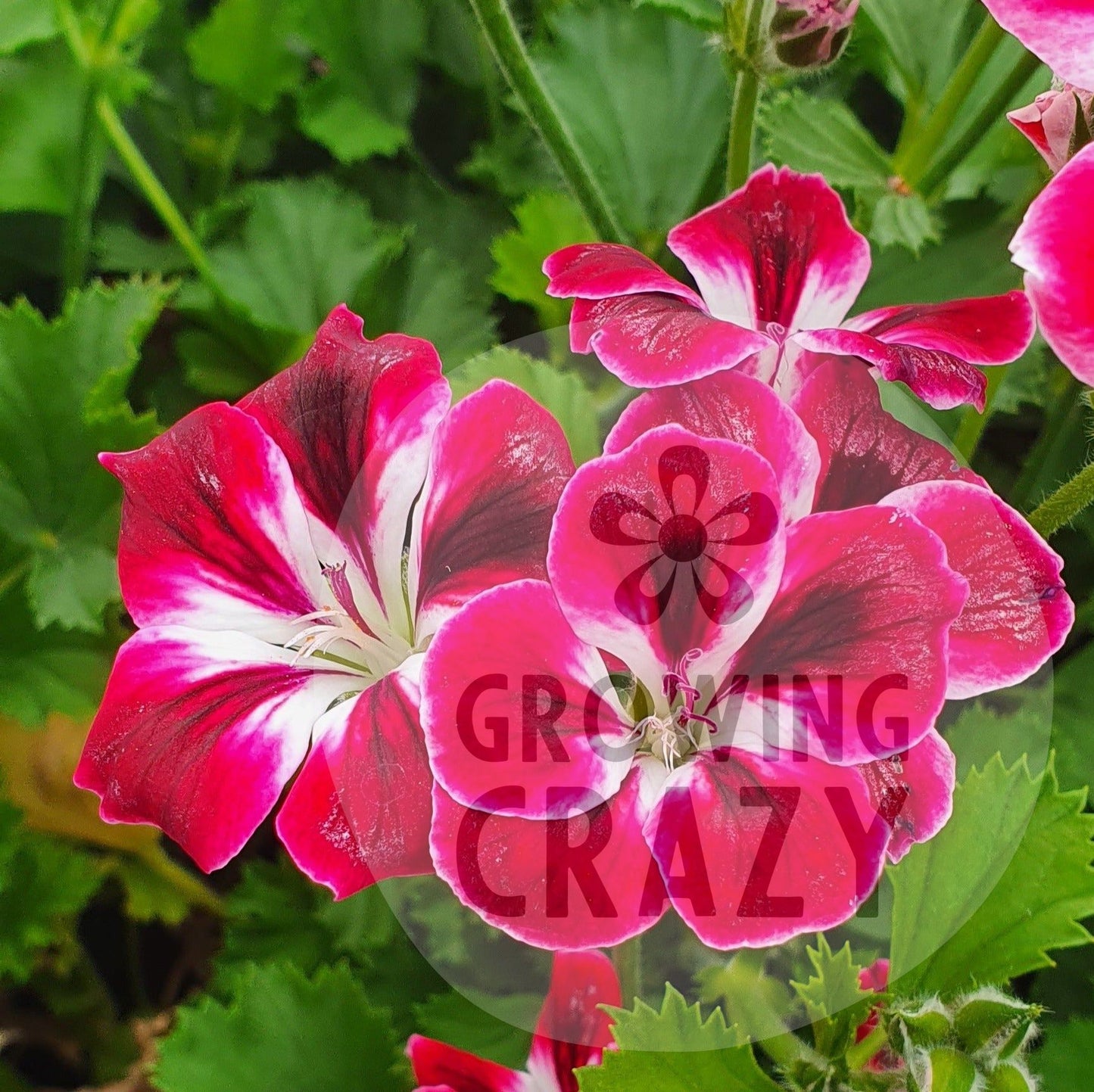 Royal Ascot - Decorative Pelargonium / Geranium plant in 6cm bio pot