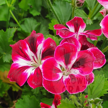 Royal Ascot - Decorative Pelargonium / Geranium plant in 6cm bio pot