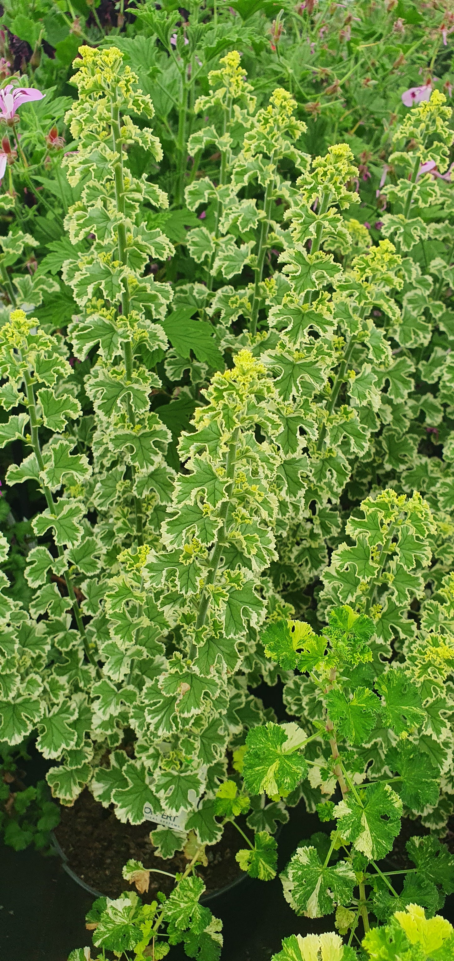 Crispum Variegatum - Lemon Scented Leaf Pelargonium (Geranium) - Single 6cm pot