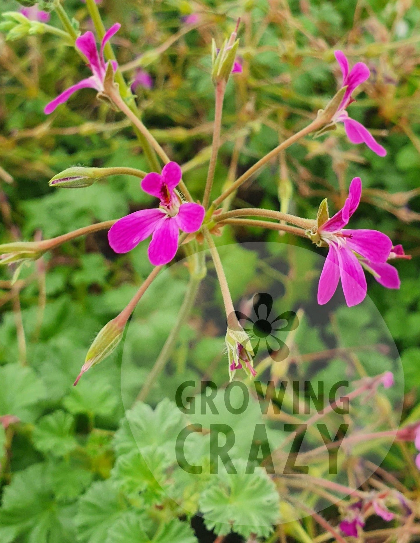 Deerwood Lavender Lad - Lavender Scented Leaf Pelargonium (Geranium) Plant - 6cm