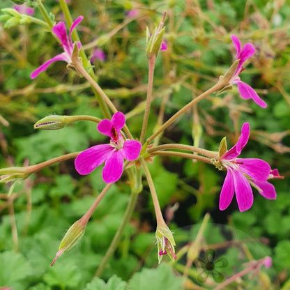 Deerwood Lavender Lad - Lavender Scented Leaf Pelargonium (Geranium) Plant - 6cm