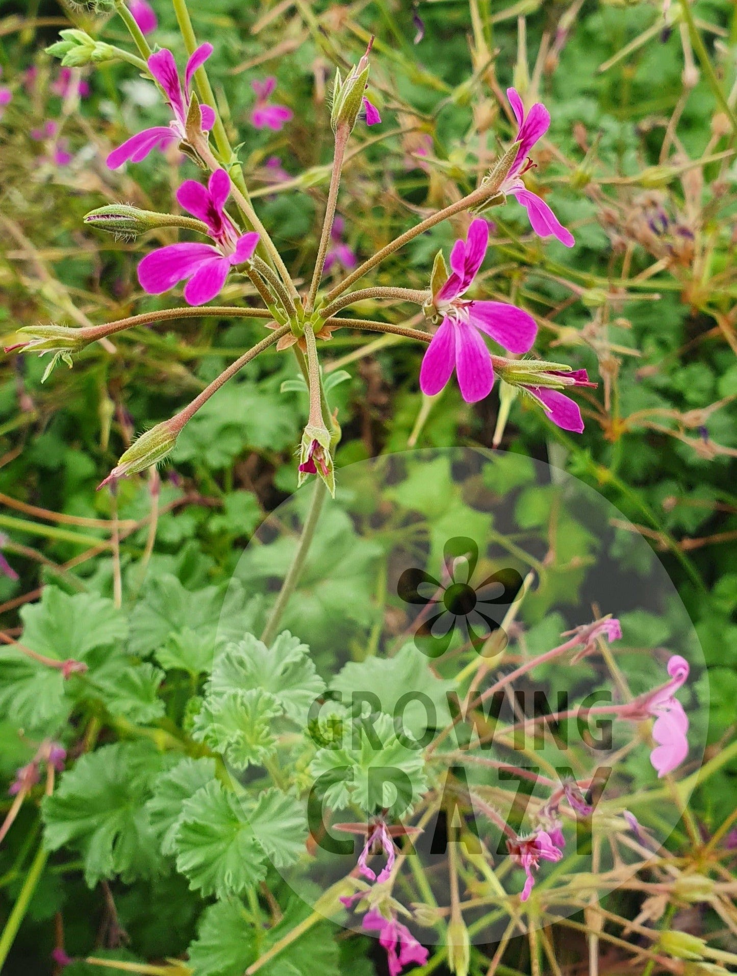 Deerwood Lavender Lad - Lavender Scented Leaf Pelargonium (Geranium) Plant - 6cm