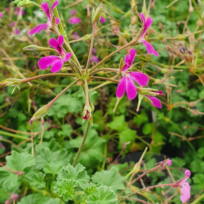 Deerwood Lavender Lad - Lavender Scented Leaf Pelargonium (Geranium) Plant - 6cm