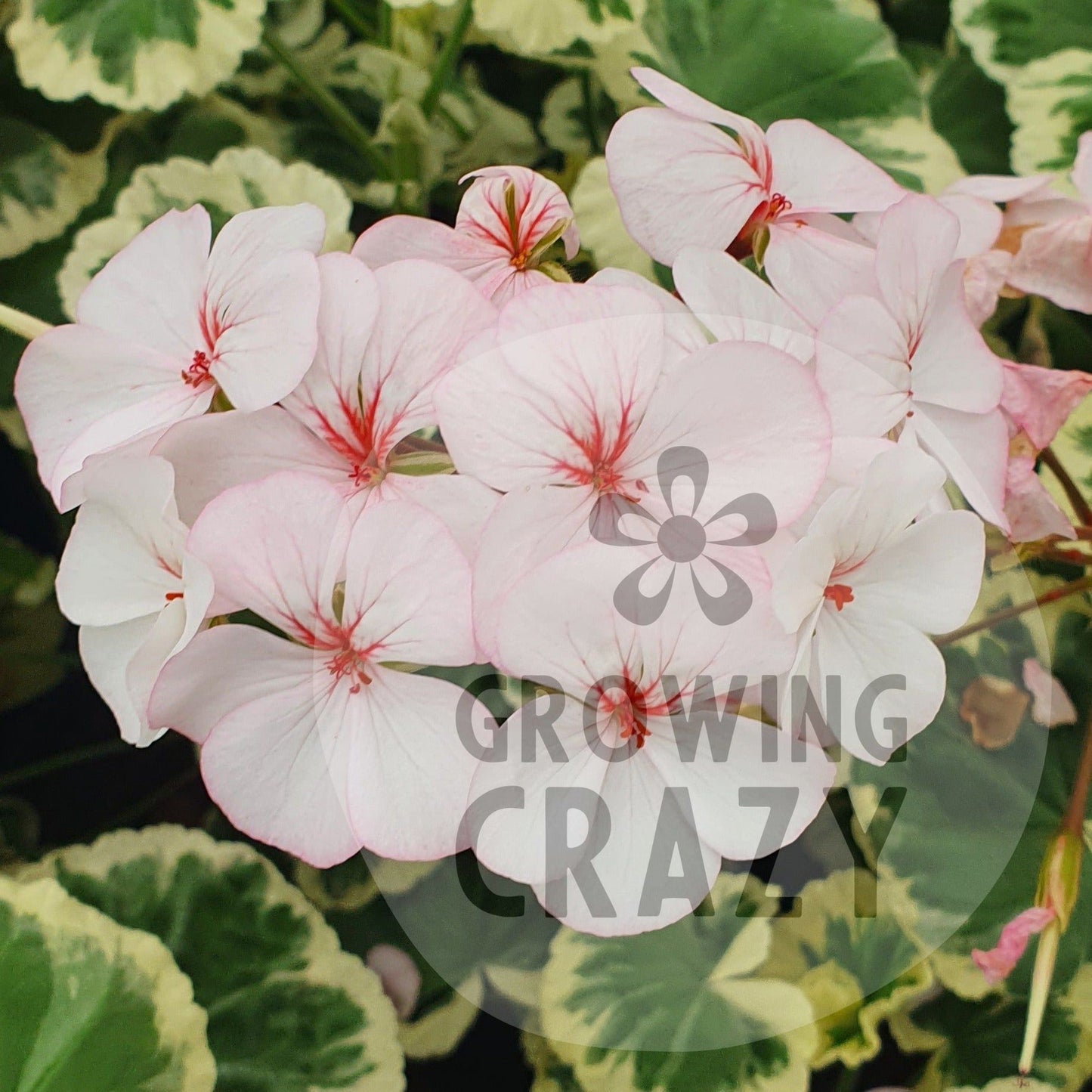 Mrs J.C. Mappin - Coloured Leaf Pelargonium Geranium pale pink-white flowers variegated leaves of green, white and silver splashes. Victorian intresting 