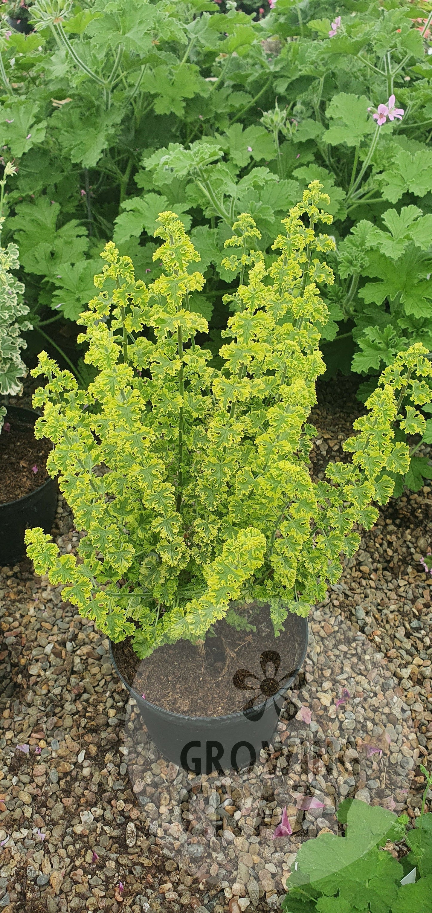 Cy's Sunburst - Lemon Scented Leaf Pelargonium (Geranium) - Single 6cm pot