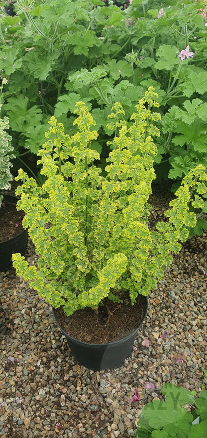 Cy's Sunburst - Lemon Scented Leaf Pelargonium (Geranium) - Single 6cm pot