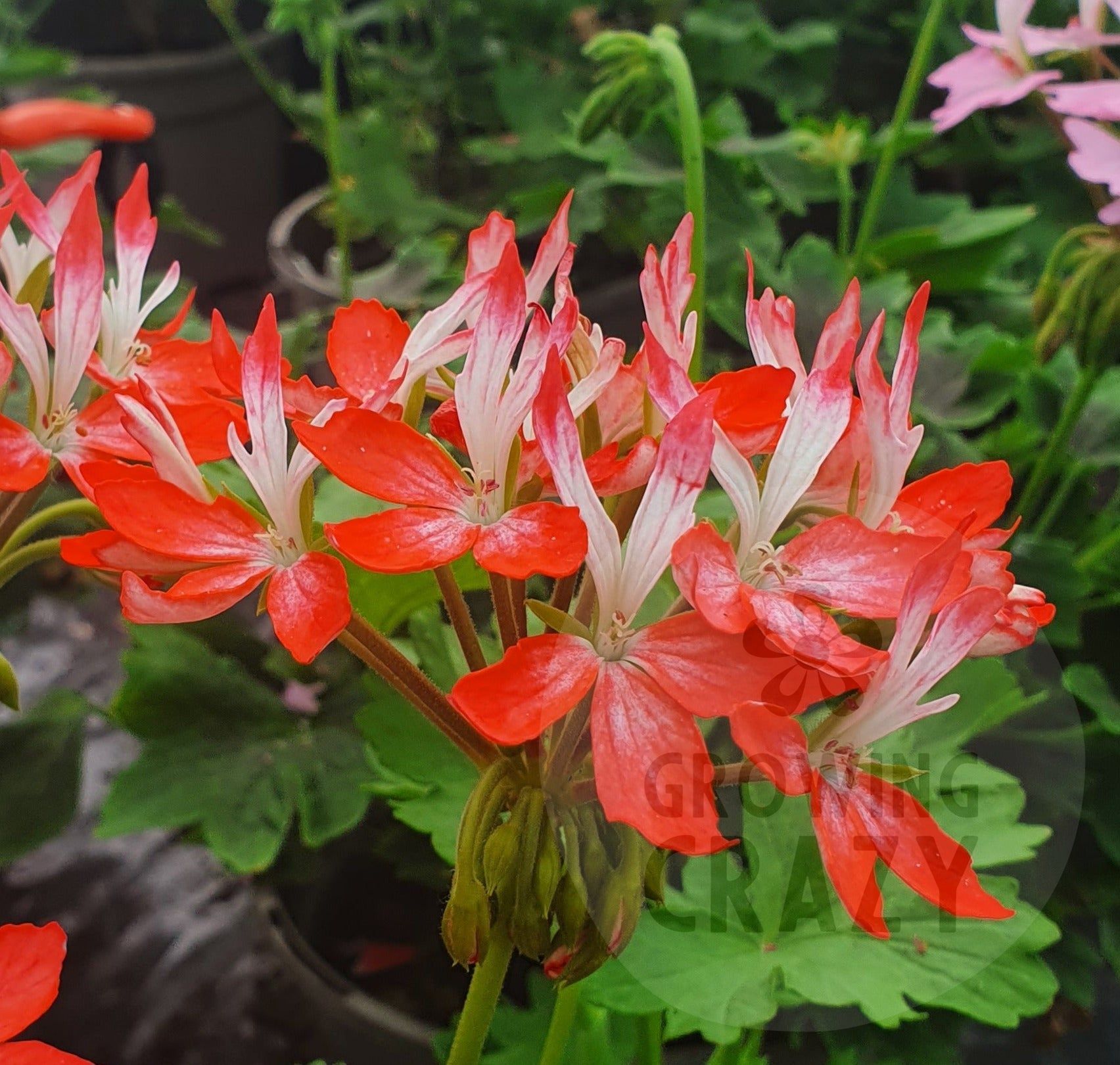 Tangerine Elf is a particularly striking Stellar Pelargonium plant as it produces bursts of flowers of two-tone petals coloured orange and white.  