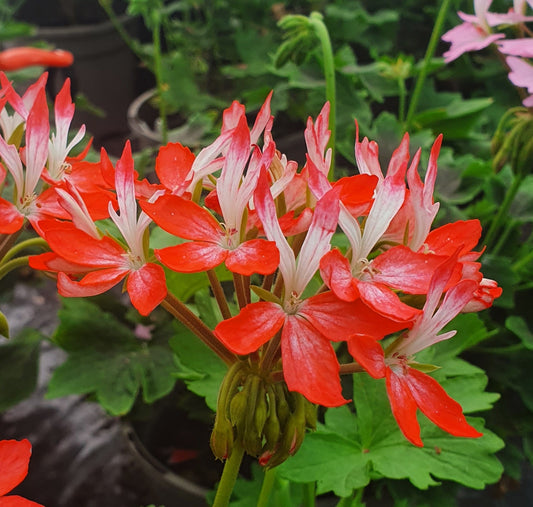 Tangerine Elf is a particularly striking Stellar Pelargonium plant as it produces bursts of flowers of two-tone petals coloured orange and white.  