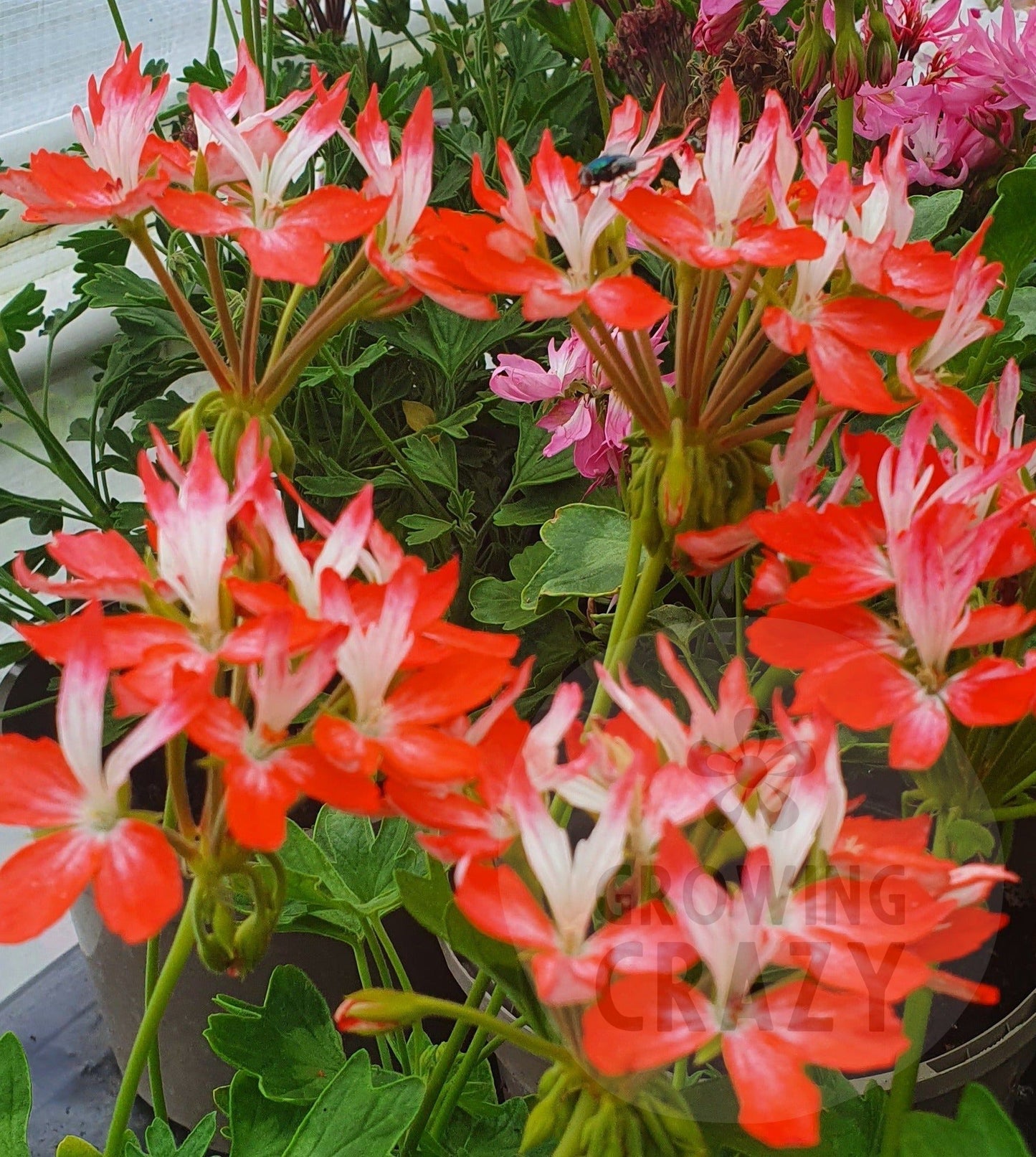 Tangerine Elf is a particularly striking Stellar Pelargonium plant as it produces bursts of flowers of two-tone petals coloured orange and white.  